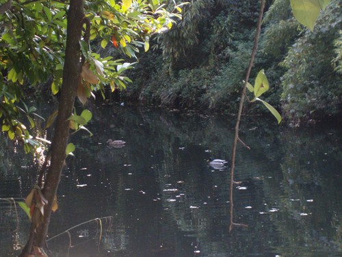 Patos rio linare