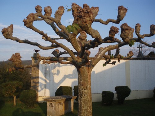 Jardín Iglesia San Juan de Amandi